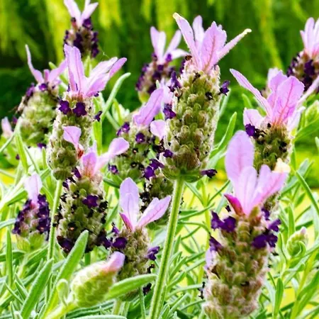 Lägenhet Doremaele Luxury