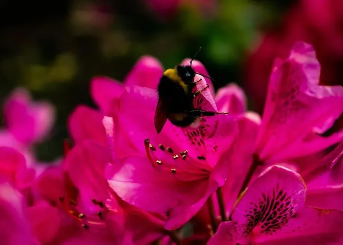 Doremaele Luxury Apartamento *