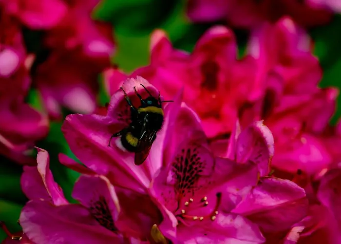 Doremaele Luxury Apartamento *