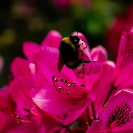 Doremaele Luxury 아파트 *