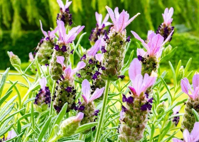 Apartament Doremaele Luxury