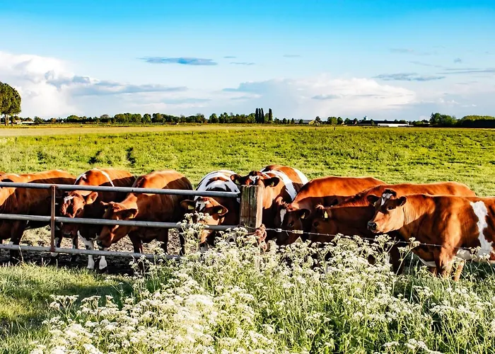 Apartament Doremaele Luxury *